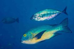 Macolor macularis - Midnight snapper - Gelbkopfschnapper