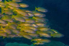 Ocyurus chrysurus - Yellowtail snapper - Gelbstreifen-Schnapper