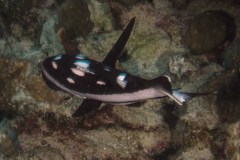 Macolor macularis - Midnight snapper - Gelbkopfschnapper (juvenile)