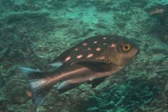 Macolor niger - Black and white snapper