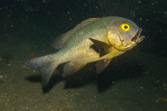 Macolor macularis - Midnight snapper - Gelbkopfschnapper