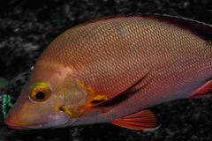 Lutjanus gibbus - Buckel-Schnapper