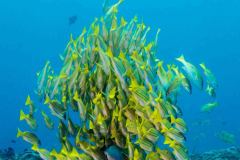 Lutjanus kasmira - Bluestripe snapper - Kasmirasnapper - Blaustreifen-Schnapper