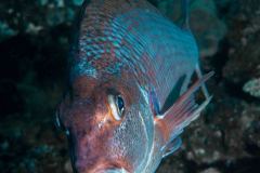 Lutjanus sp.