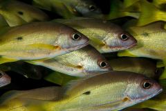 Lutjanus monostigma -  One-spot snapper