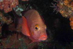 Lutjanus gibbus - Humpback red snapper