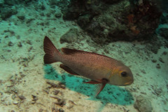 Lutjanus bohar - Red Bass Snapper