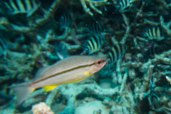 Lutjanus lutjanus - Bigeye snapper