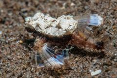 Eurypegasus draconis - Sea moth / Pegasus (juvenile)