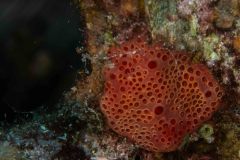 Pione vastifica - Red boring sponge