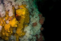 Xestospongia hispida - Hard gnarled club sponge