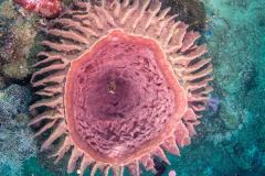 Xestospongia testudinaria - Barrel Sponge - Tonnenschwamm