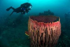 Xestospongia testudinaria - Barrel Sponge - Tonnenschwamm