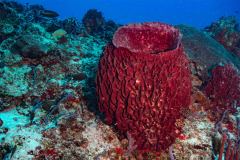 Xestospongia testudinaria - Barrel Sponge - Tonnenschwamm
