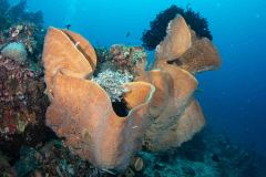 Ianthella basta - Elephant ear sponge