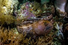 Anarrhichthys ocellatus - Wolf eel - Havskatt - Pazifischer Seewolf(juvenile)