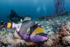 Balistiodes viridescens - Titan triggerfish