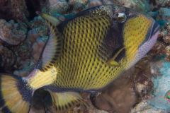 Balistoides viridescens - Titan triggerfish - Riesen-Drückerfisch