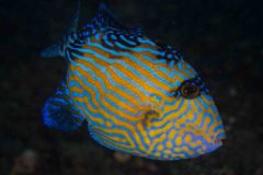 Pseudobalistes fuscus - Blue triggerfish (juvenile)