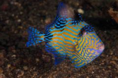 Pseudobalistes fuscus - Blue triggerfish (juvenile)